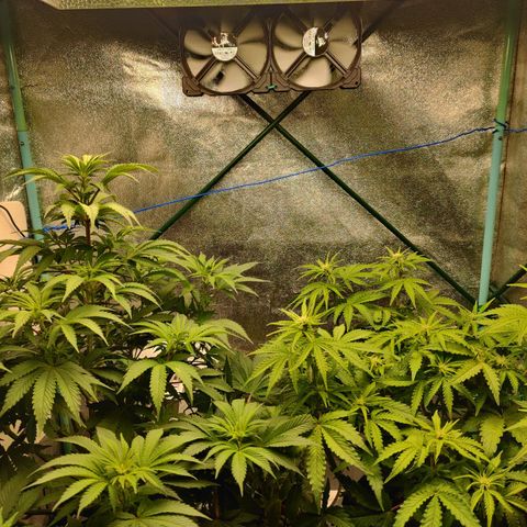 Pineapple Express Auto growlog timeline photo