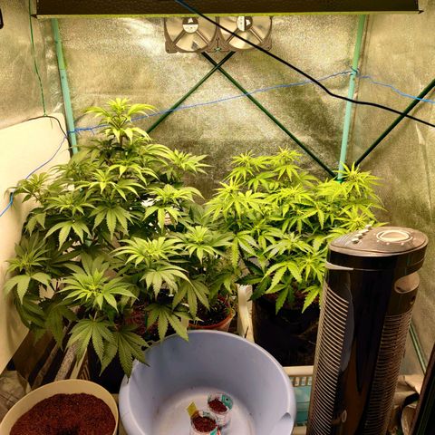 Pineapple Express Auto growlog timeline photo