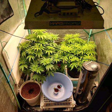Pineapple Express Auto growlog timeline photo