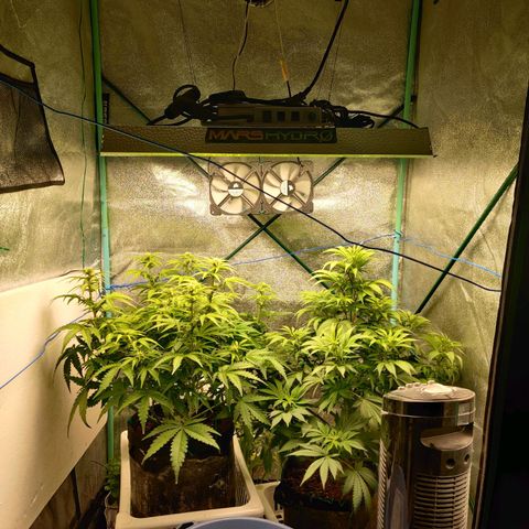 Pineapple Express Auto growlog timeline photo