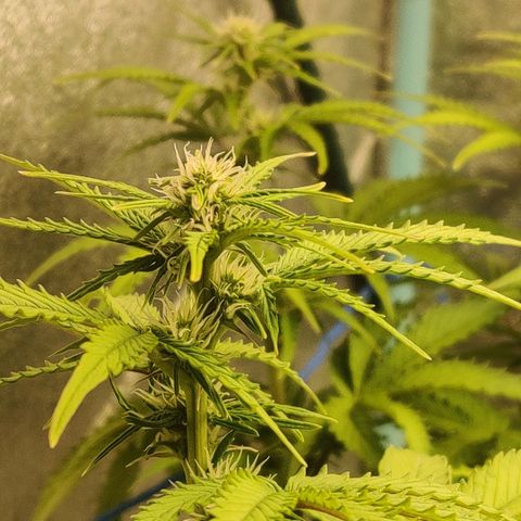 Pineapple Express Auto growlog timeline photo