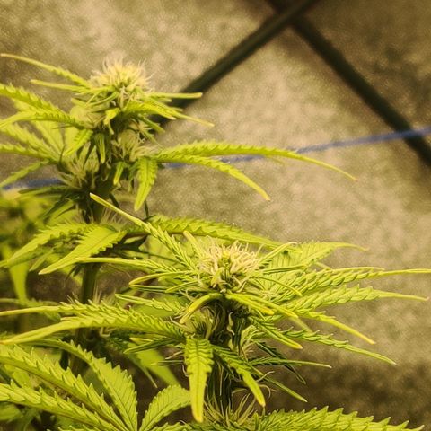 Pineapple Express Auto growlog timeline photo