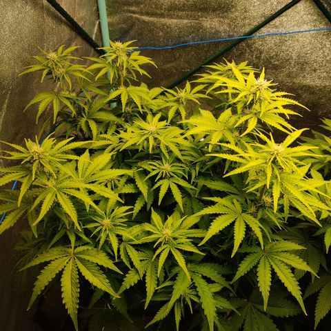 Pineapple Express Auto growlog timeline photo