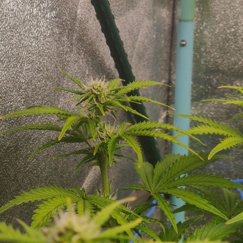 Pineapple Express Auto growlog timeline photo