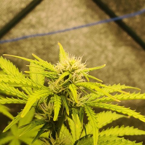 Pineapple Express Auto growlog timeline photo