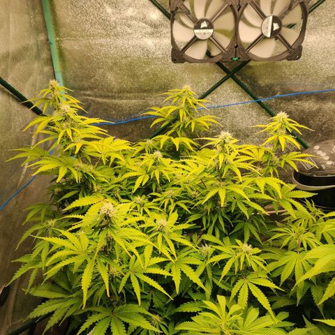 Pineapple Express Auto growlog timeline photo