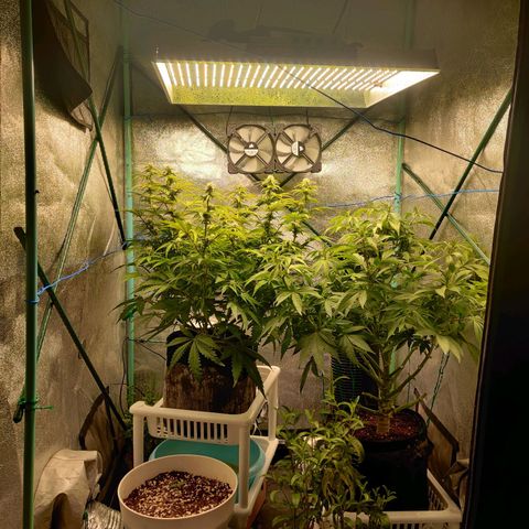 Pineapple Express Auto growlog timeline photo