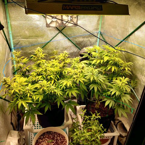 Pineapple Express Auto growlog timeline photo