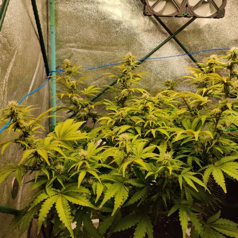Pineapple Express Auto growlog timeline photo