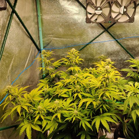 Pineapple Express Auto growlog timeline photo