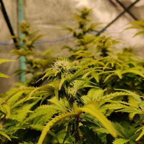 Pineapple Express Auto growlog timeline photo