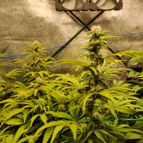 Pineapple Express Auto growlog timeline photo