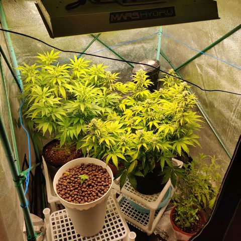 Pineapple Express Auto growlog timeline photo