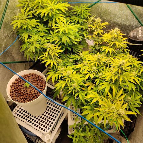 Pineapple Express Auto growlog timeline photo