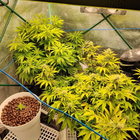 Pineapple Express Auto growlog timeline photo