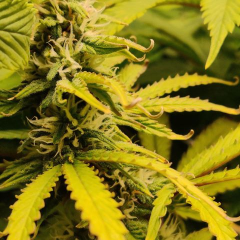 Pineapple Express Auto growlog timeline photo