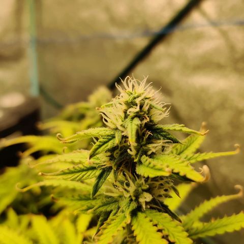 Pineapple Express Auto growlog timeline photo
