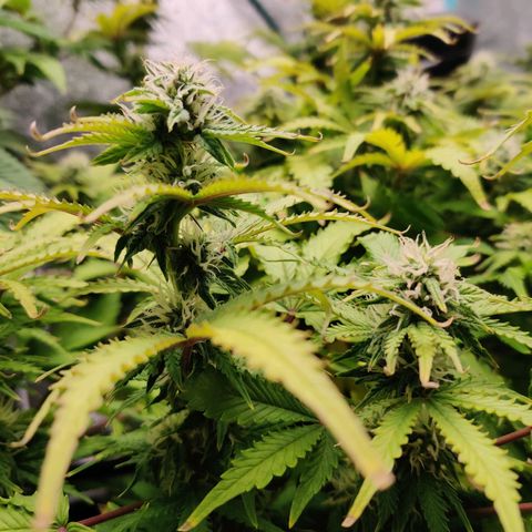 Pineapple Express Auto growlog timeline photo