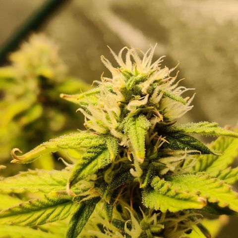 Pineapple Express Auto growlog timeline photo