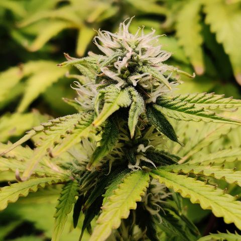 Pineapple Express Auto growlog timeline photo