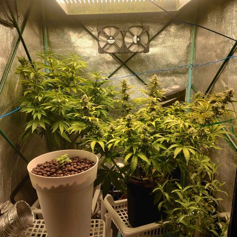 Pineapple Express Auto growlog timeline photo