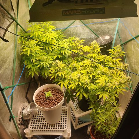 Pineapple Express Auto growlog timeline photo