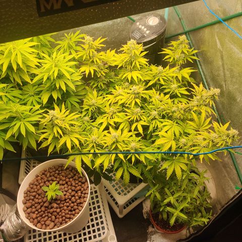 Pineapple Express Auto growlog timeline photo