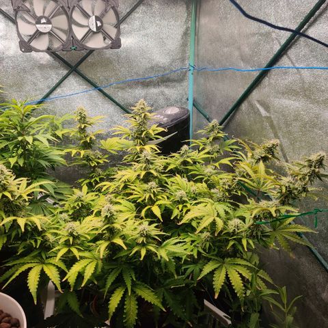 Pineapple Express Auto growlog timeline photo