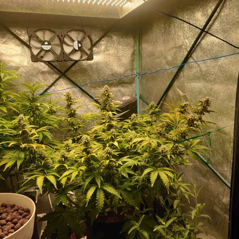 Pineapple Express Auto growlog timeline photo