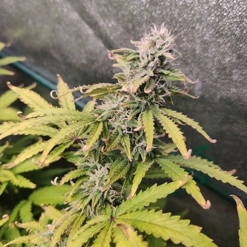 Pineapple Express Auto growlog timeline photo