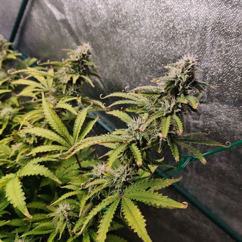 Pineapple Express Auto growlog timeline photo
