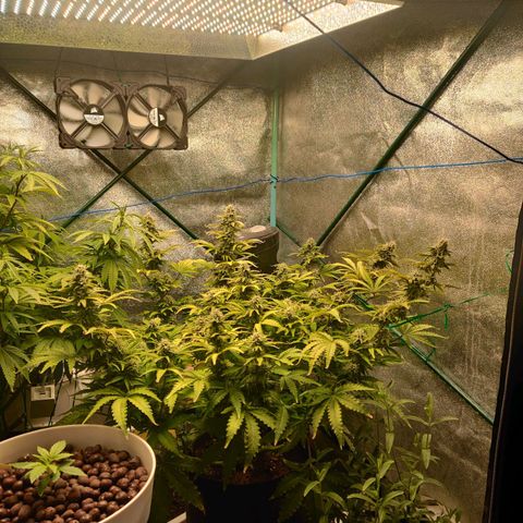 Pineapple Express Auto growlog timeline photo