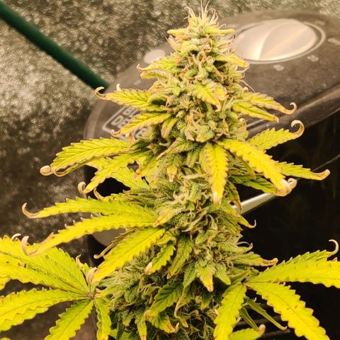 Pineapple Express Auto growlog photo: Flowering nicely. Looks more healthy with two waterings a day. 