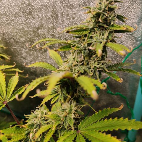 Pineapple Express Auto growlog photo: Flowering nicely. Looks more healthy with two waterings a day. 