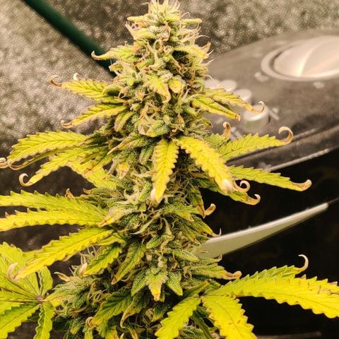 Pineapple Express Auto growlog photo: Flowering nicely. Looks more healthy with two waterings a day. 