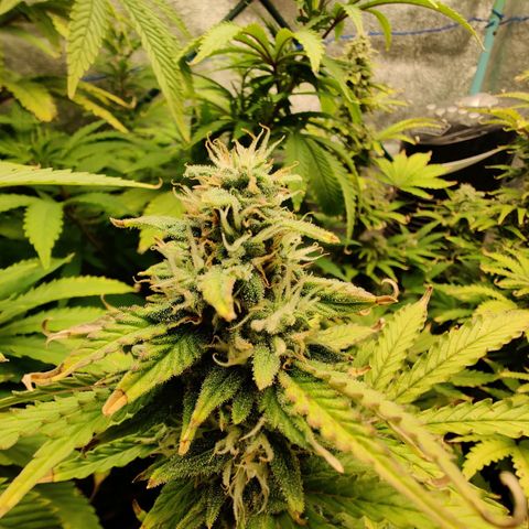 Pineapple Express Auto growlog photo: Flowering nicely. Looks more healthy with two waterings a day. 