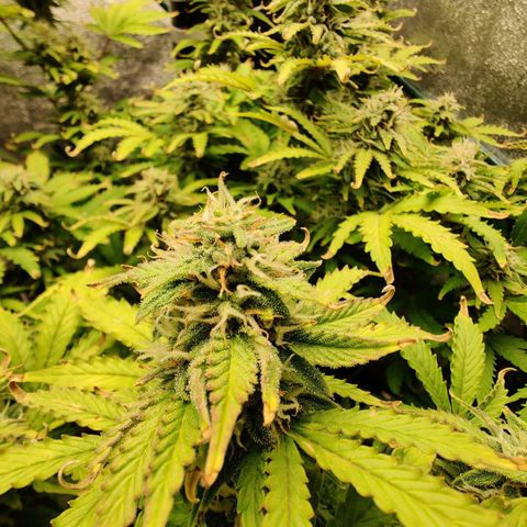 Pineapple Express Auto growlog photo: Flowering nicely. Looks more healthy with two waterings a day. 