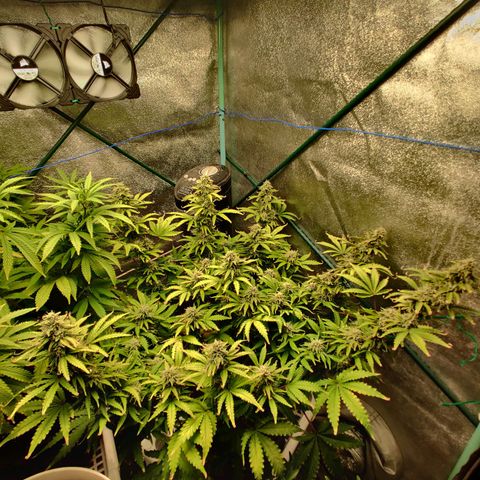 Pineapple Express Auto growlog photo: Flowering nicely. Looks more healthy with two waterings a day. 