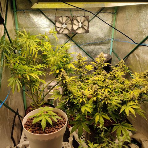 Pineapple Express Auto growlog timeline photo