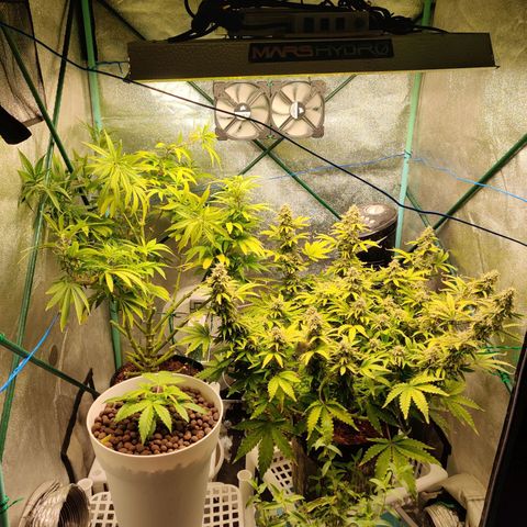 Pineapple Express Auto growlog timeline photo