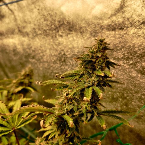 Pineapple Express Auto growlog timeline photo