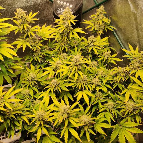 Pineapple Express Auto growlog timeline photo