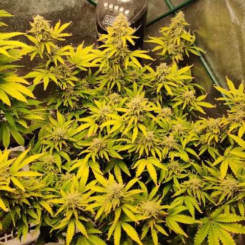 Pineapple Express Auto growlog timeline photo