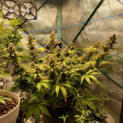 Pineapple Express Auto growlog timeline photo