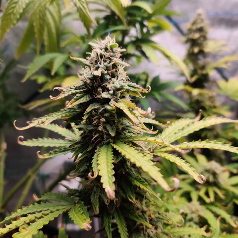 Pineapple Express Auto growlog timeline photo