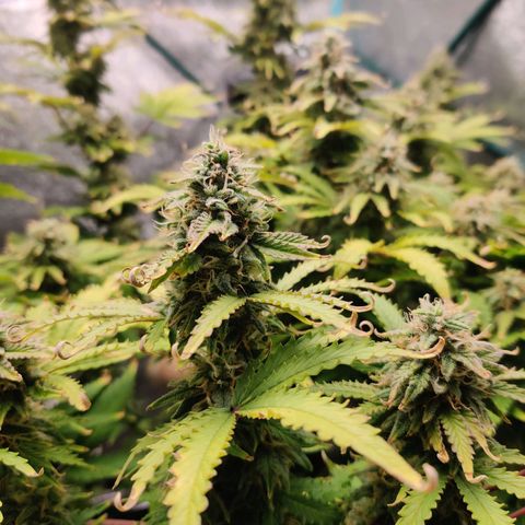 Pineapple Express Auto growlog timeline photo