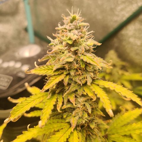 Pineapple Express Auto growlog photo: Top of colas looks more and more like sprinkled sugar. 