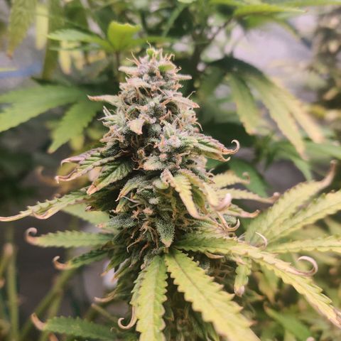Pineapple Express Auto growlog photo: Top of colas looks more and more like sprinkled sugar. 