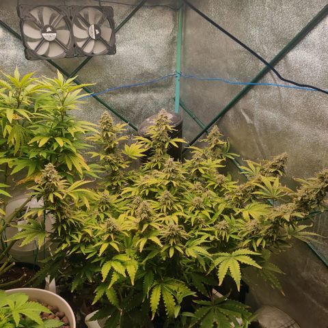 Pineapple Express Auto growlog photo: Top of colas looks more and more like sprinkled sugar. 