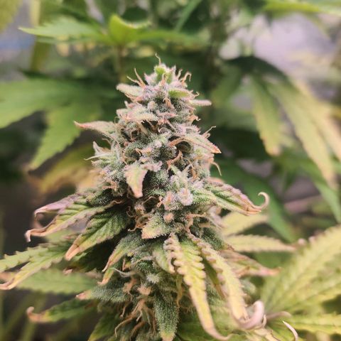Pineapple Express Auto growlog photo: Top of colas looks more and more like sprinkled sugar. 